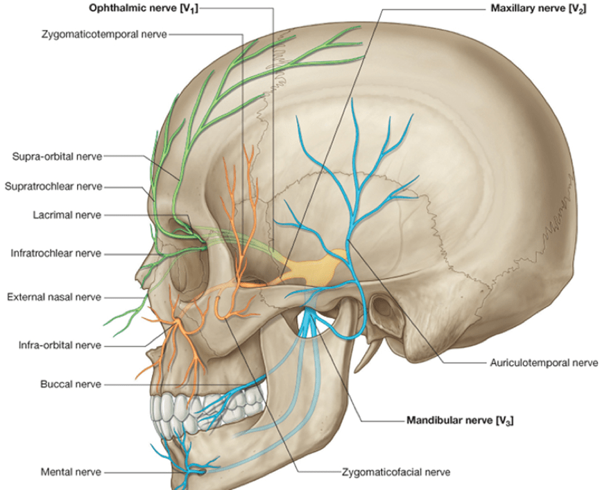 Chronic Neck Shoulder Pains Check Your Jaw Right Away Genesis Gym