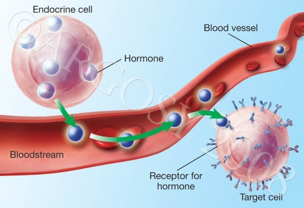 Hormones As Messengers Genesis Gym